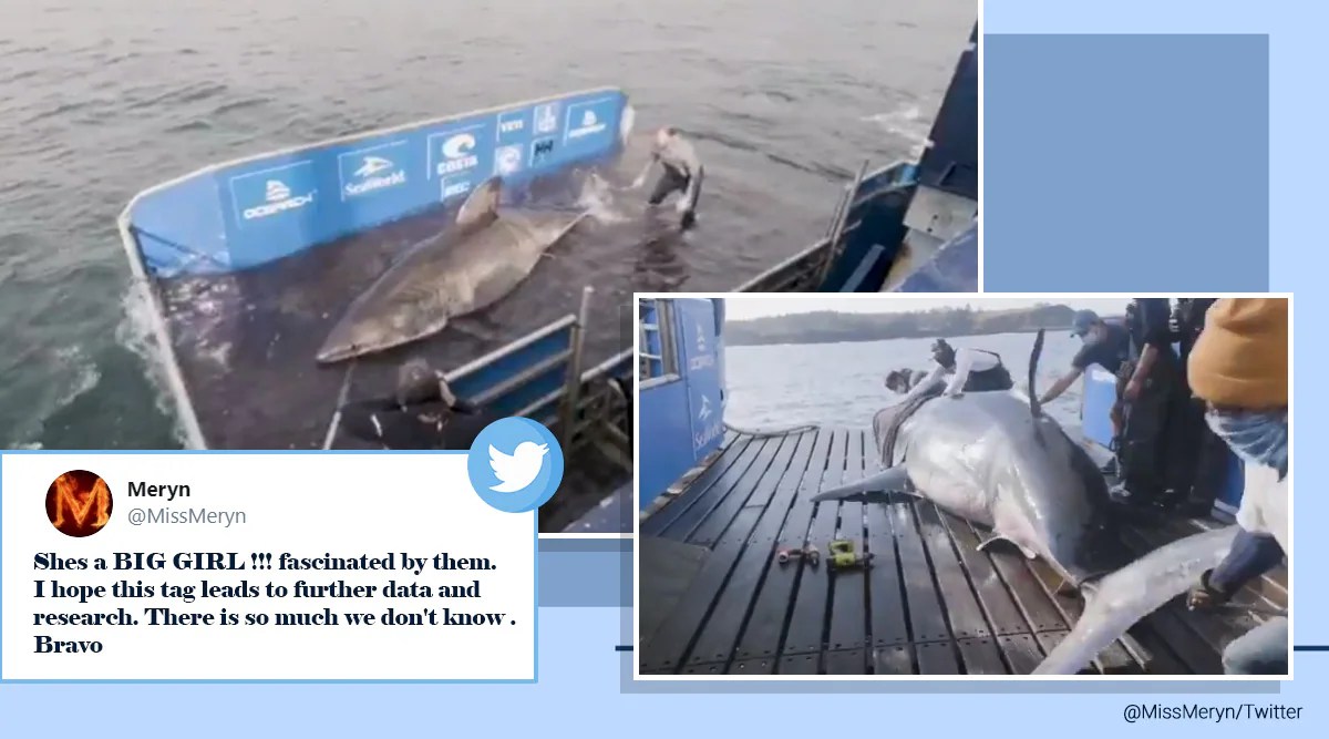Researchers find ‘Queen of the Ocean’ great white shark that weighs