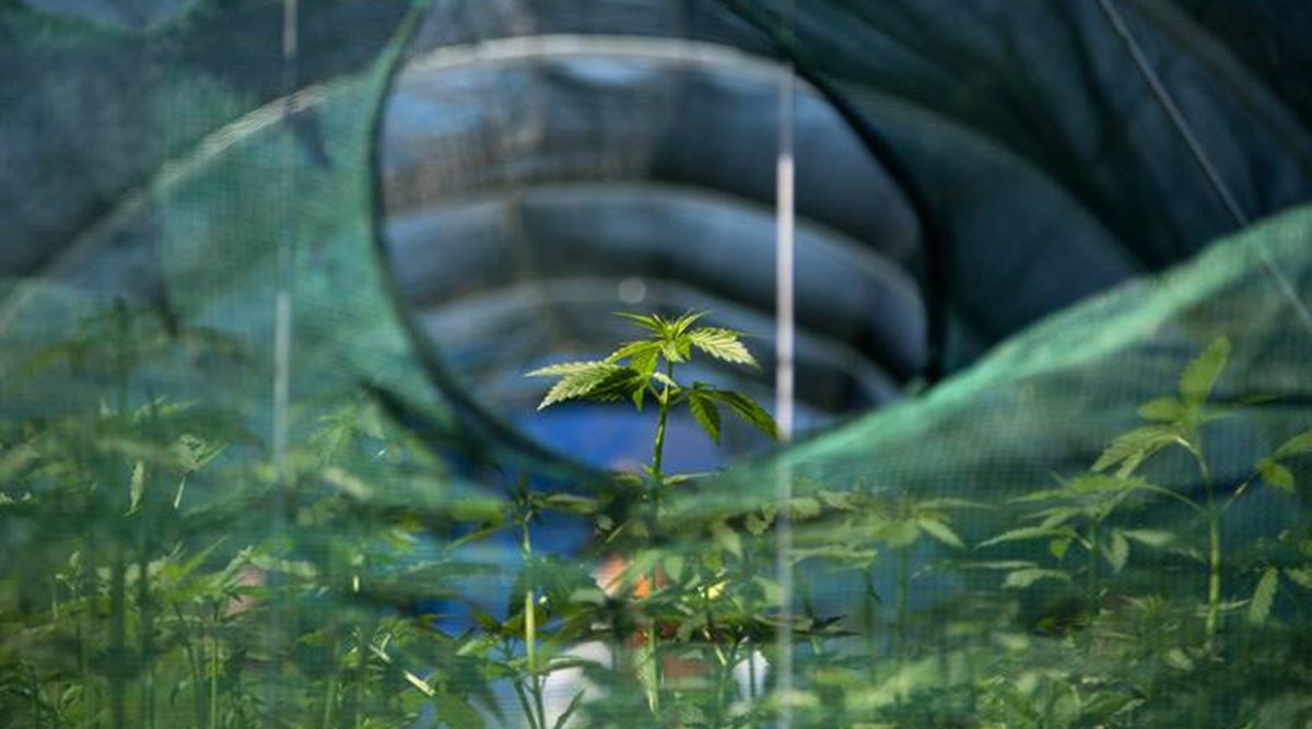 New Zealand approves euthanasia, set to reject recreational marijuana World News The Indian