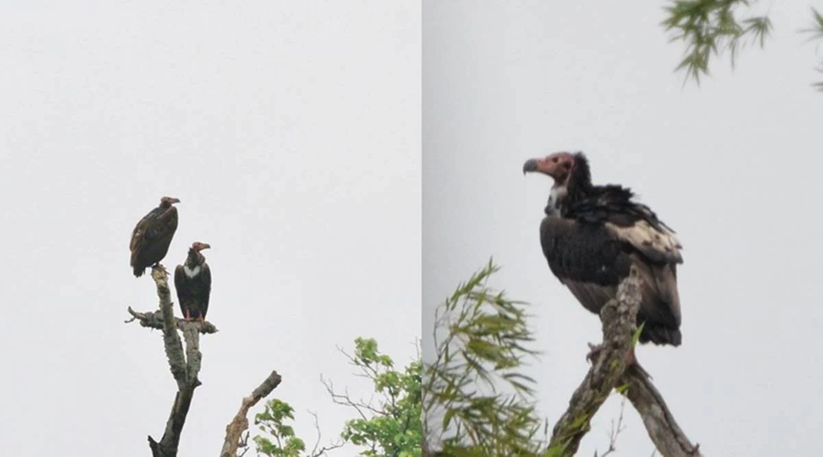 Hope rises from the dead as redheaded vultures are spotted again in