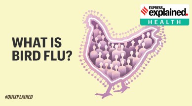 Bird Flu In India: What Is Bird Flu And What Are The Symptoms, Treatment And Precautions?