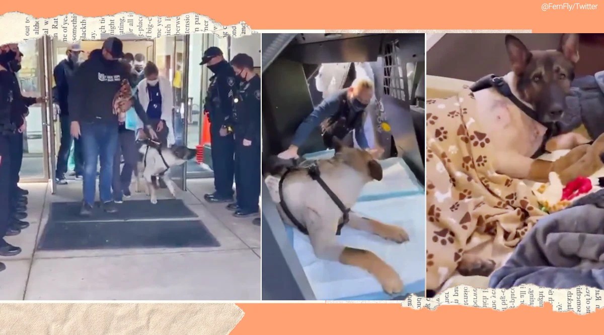 Watch Police dog shot at during duty recovers, receives a hero’s