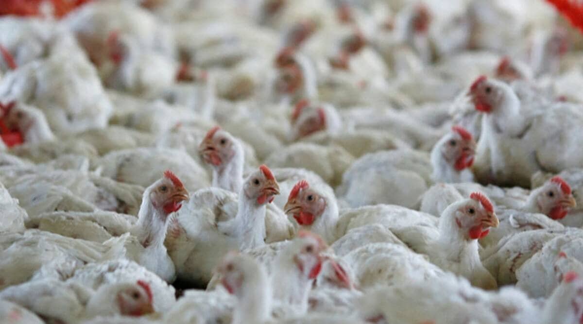 Poultry prices collapse as bird flu scare keeps customers away Pune