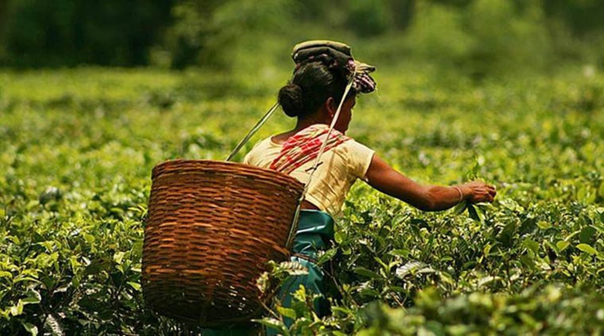 Assam hikes daily wage of tea garden workers India News The Indian