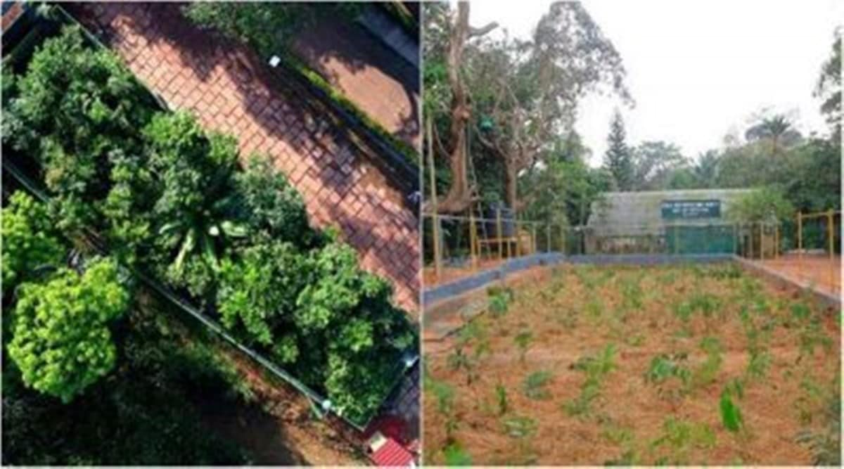 ‘Urban forests’ Miyawaki technique helps create dense green patches in