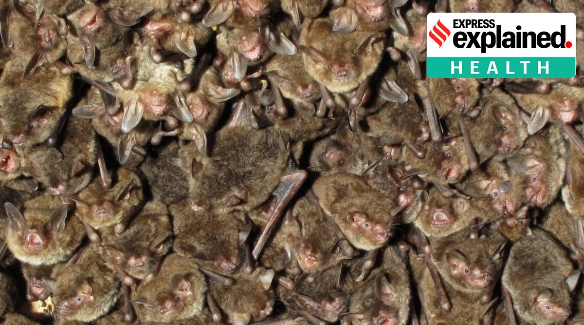 New research Low risk of scientists passing coronavirus to bats in