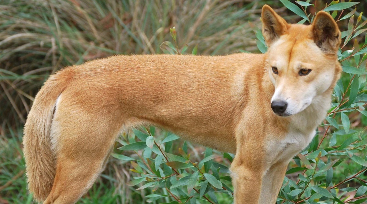 Toddler airlifted to hospital after dingo attack on Australia’s Fraser