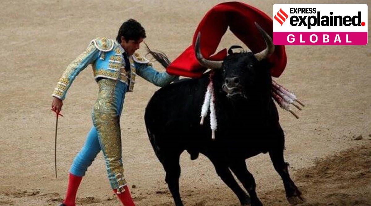 Explained How bullfighting has suddenly found centre stage in Spanish