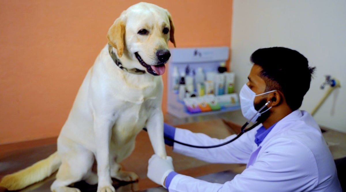 Pune startup opens dogboarding facility for pets affected during Covid