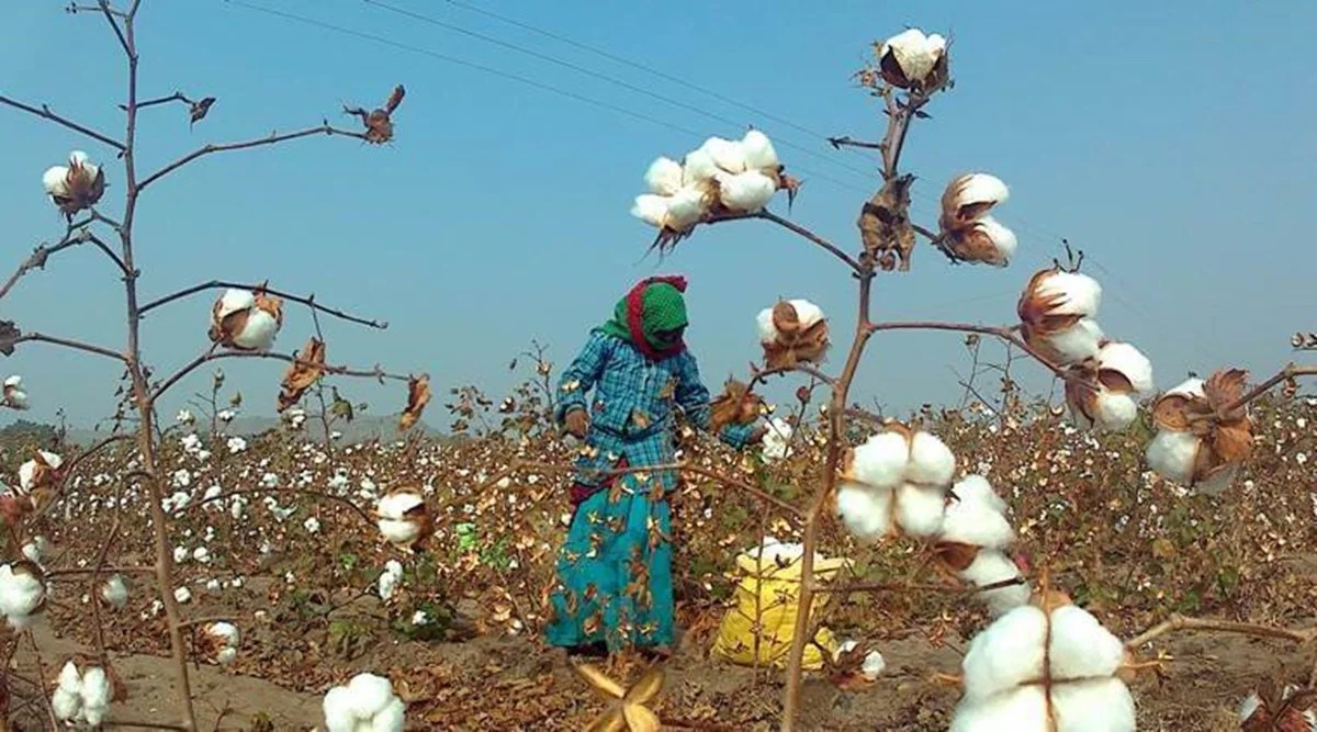 Smart Cotton initiative aims to fix quality concerns, turn produce into