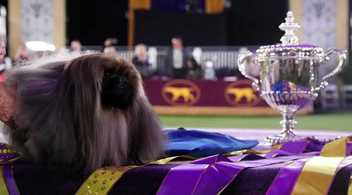 Top dog! Pekingese named Wasabi wins Westminster show World News