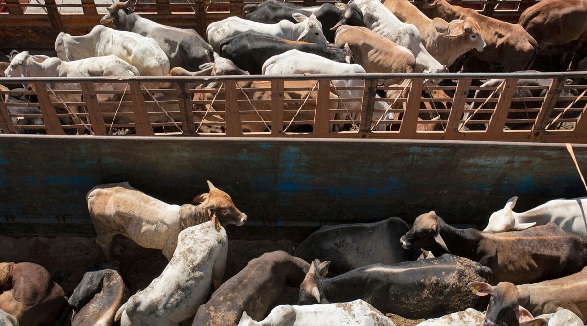 Shipping chaos kills 1,800 cows, fueling calls for animal ban World