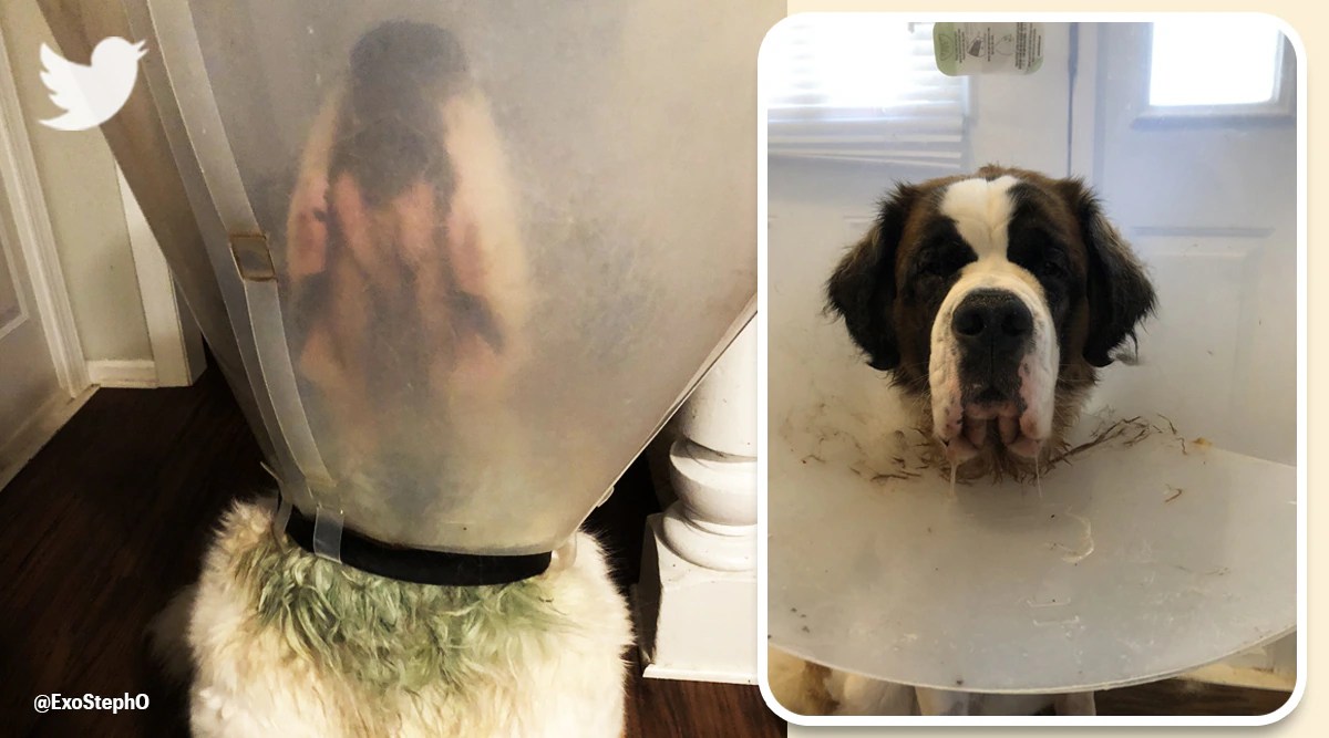 Pet parent explains how her dog’s fur turned green in viral Twitter