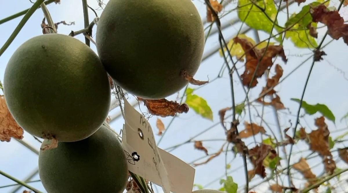 India’s first monk fruit cultivation exercise begins in HP’s Kullu