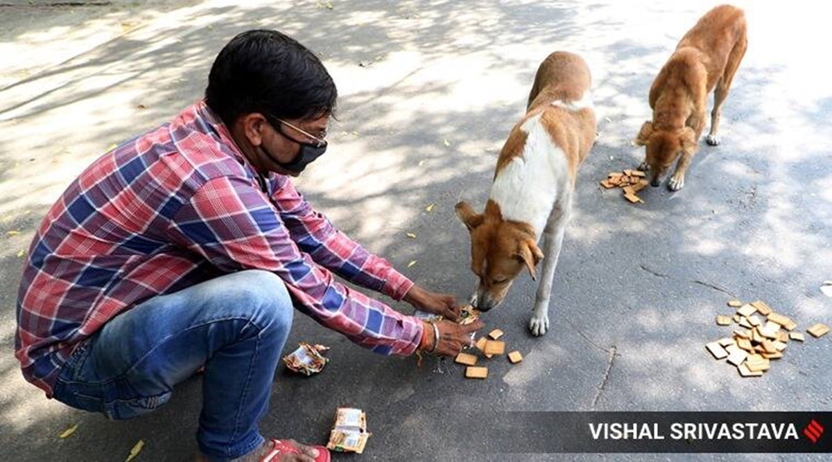 SC lifts stay on Delhi HC order on stray dogs’ right to food Delhi