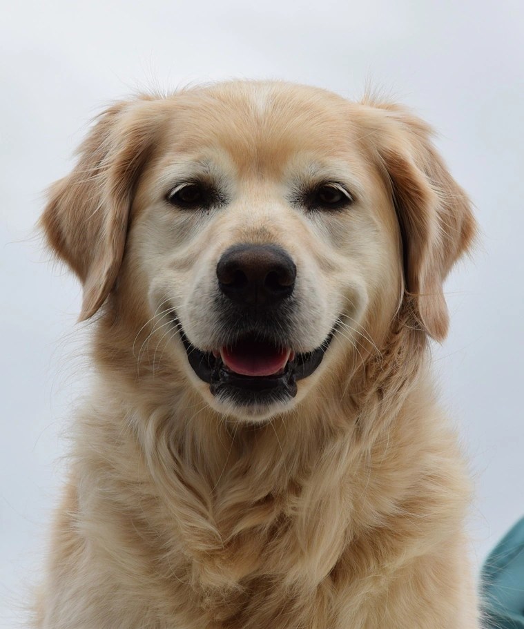 Which Dog Breeds Are Suitable For Indian Climate