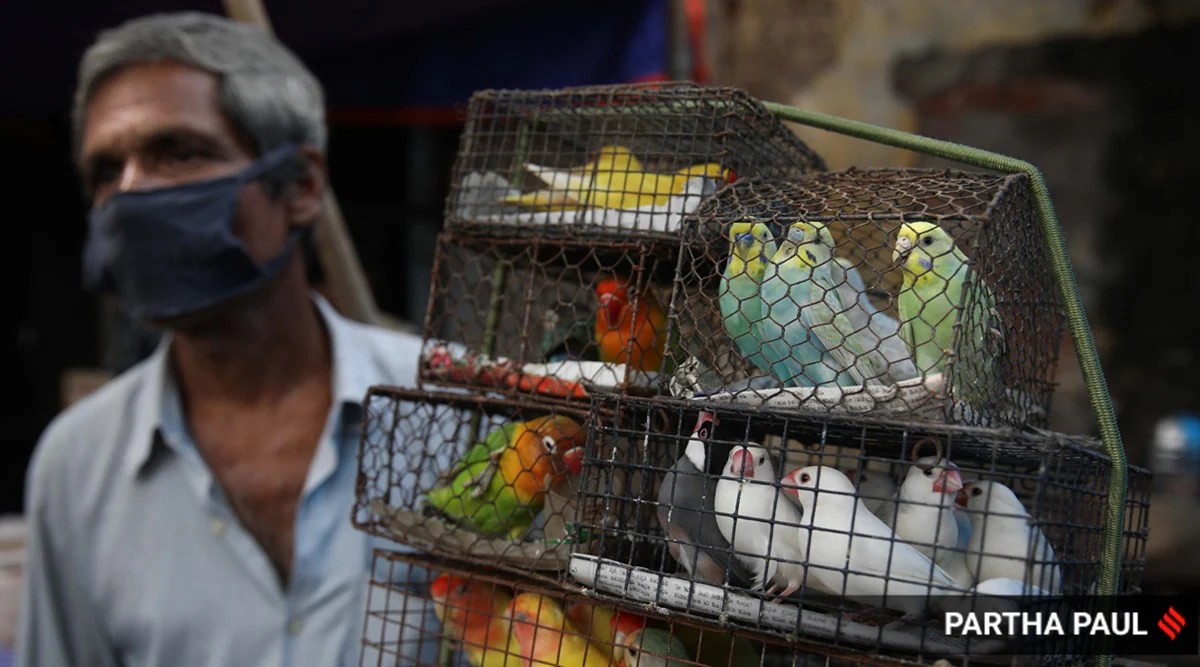 Kolkata’s Galiff Street Home to oldest, largest pet market India