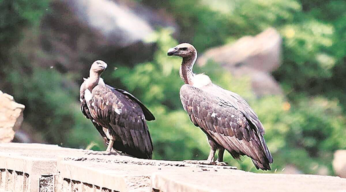 Chandigarh Two more vulture species to be conserved at Pinjore centre