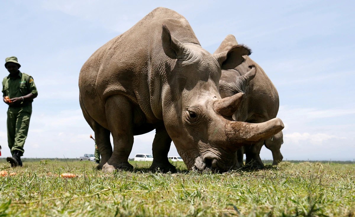 The world’s last two northern white rhinos Lifestyle Gallery News