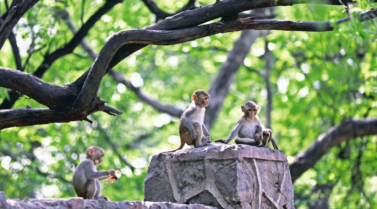 For monkey census in Delhi, forest department reaches out to wildlife