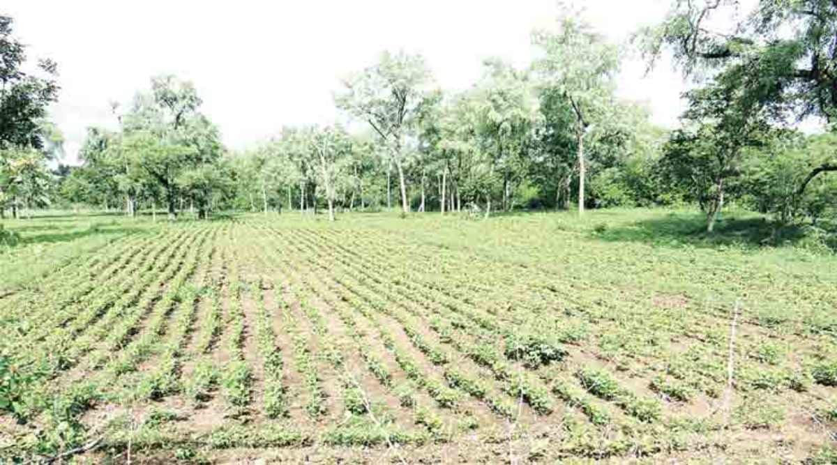 Ponds and forests shown as farm land, Odisha seeks satellite solution