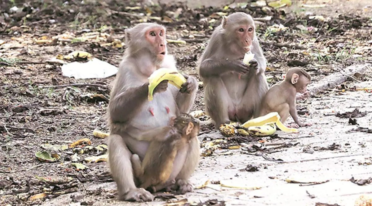 Two monkeys captured for allegedly killing puppies in ‘retaliation’ in