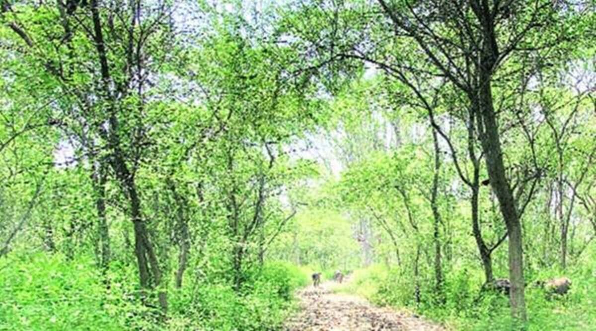 2.5 lakh hectare forest land yet to be declared reserve forest in
