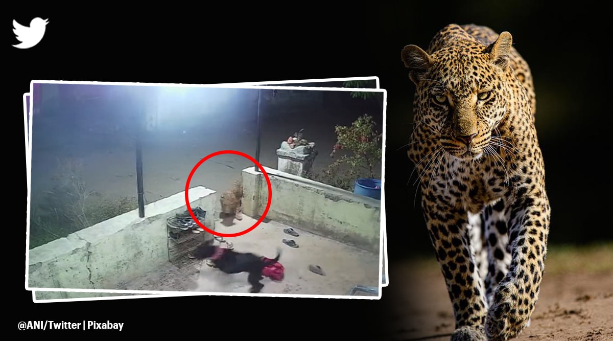 Leopard attacks pet dog in Maharashtra village, viral video sparks