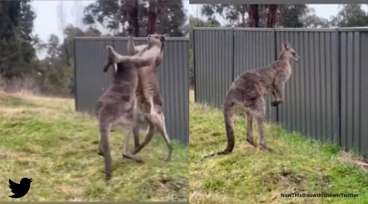 Two large kangaroos engage in ‘boxing match’, one crashes onto fence