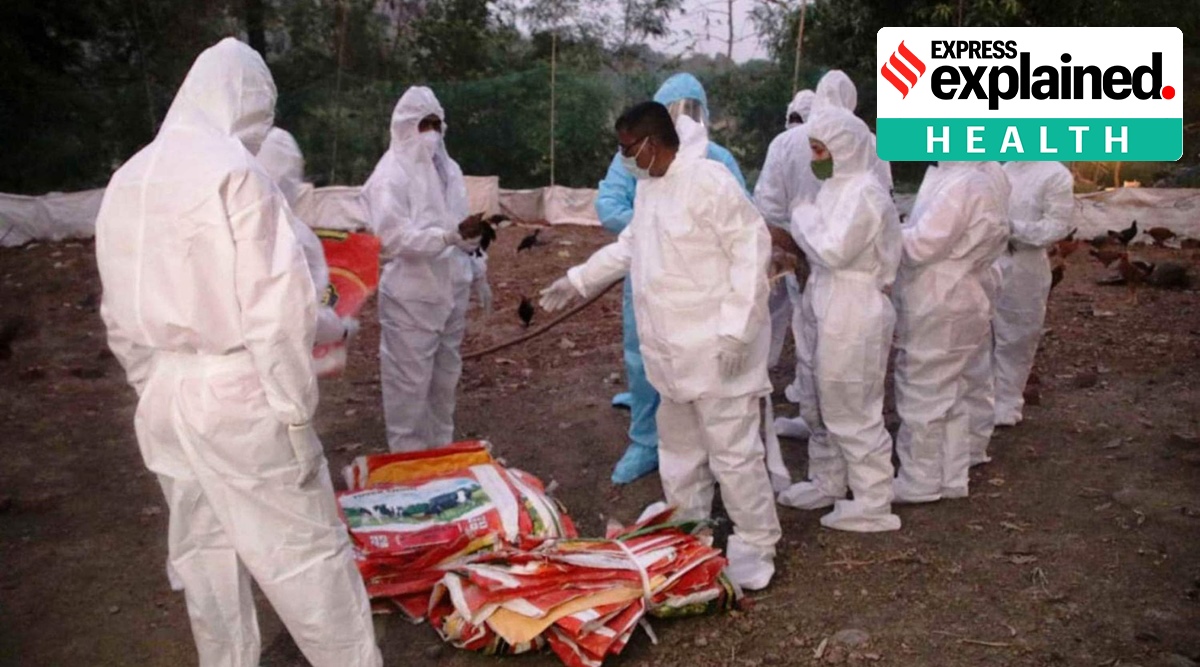 Largest observed bird flu outbreak in Europe to date Scientists