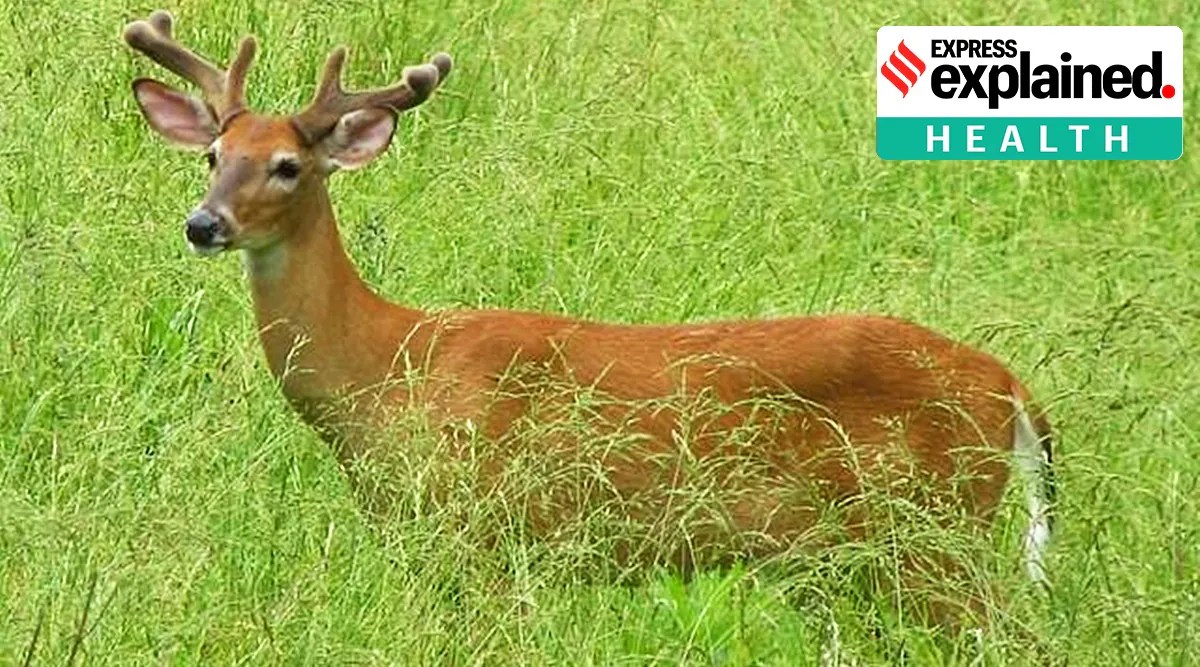 Deer could be reservoir of old coronavirus variants What a new study