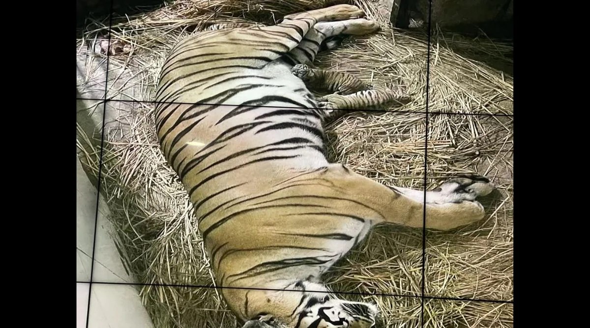 After 18 years, Delhi zoo sees birth of golden Royal Bengal tigers