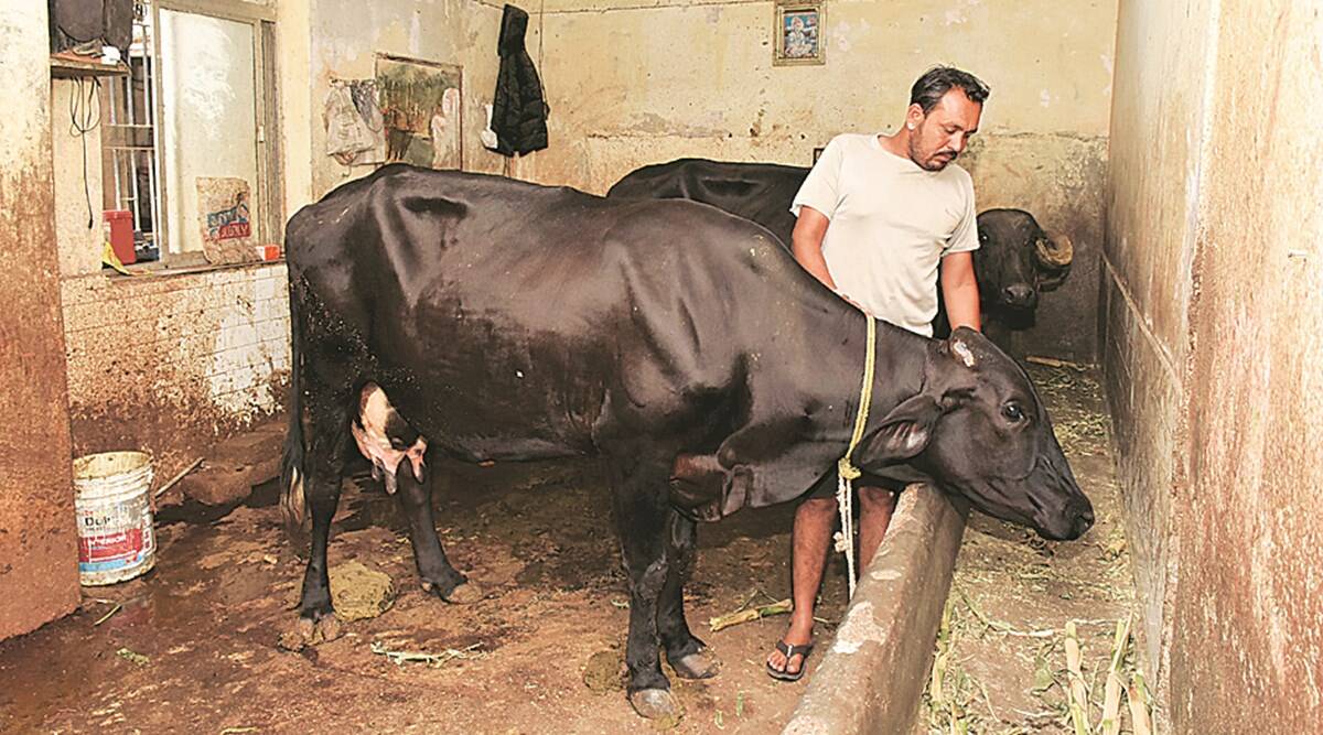 Govt withdraws draft livestock Bill as animal rights groups raise red