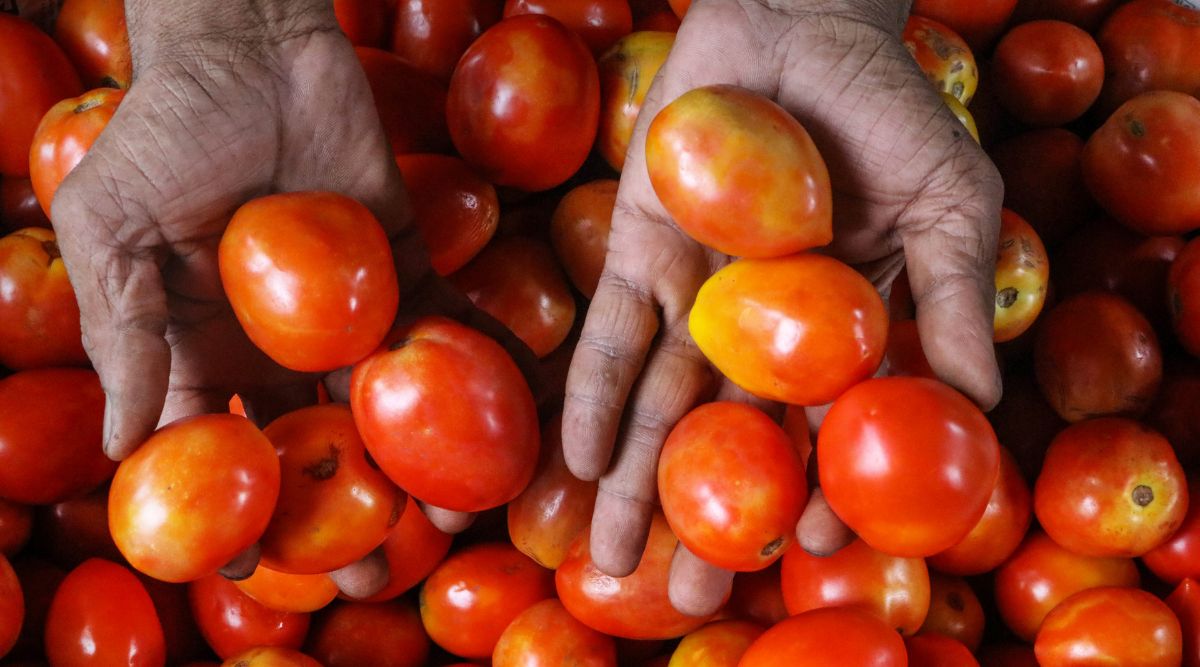 Price rise Maha woman receives tomatoes as precious gift on birthday