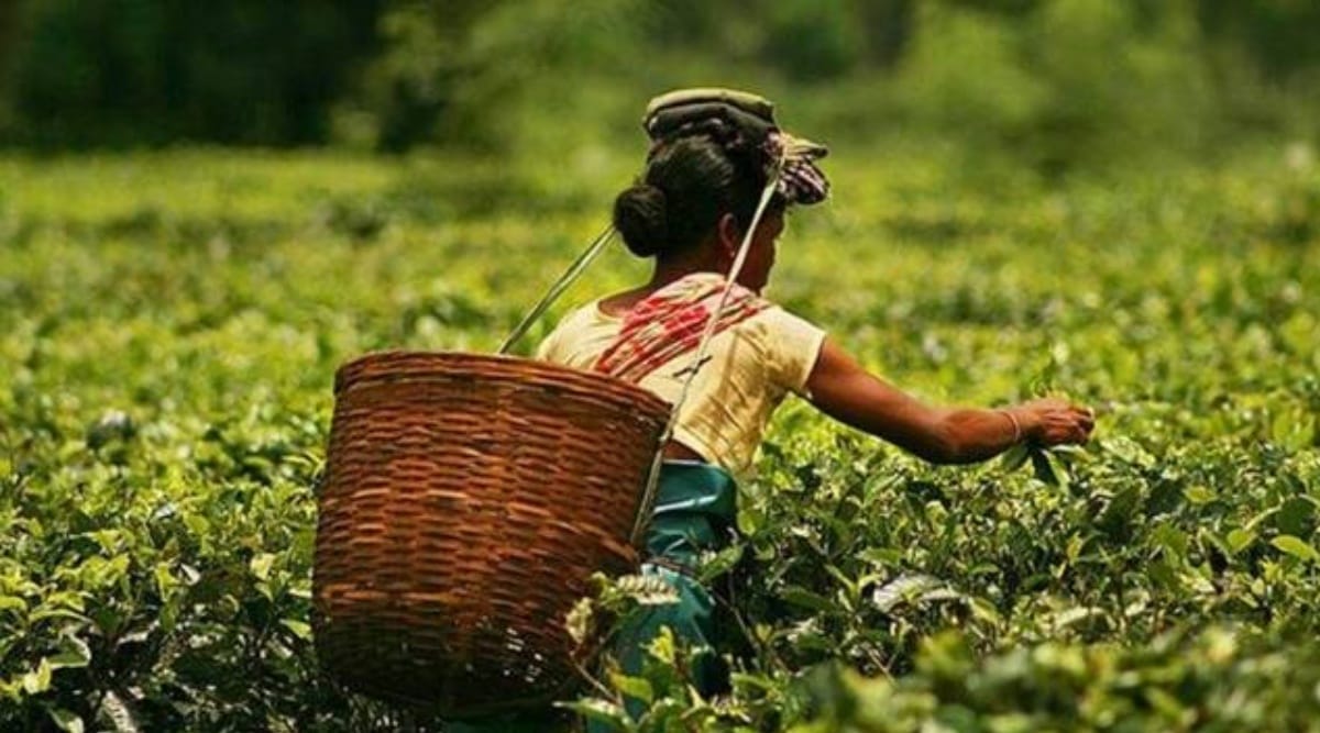 Check illegal blending to protect Darjeeling tea CAG to tea board