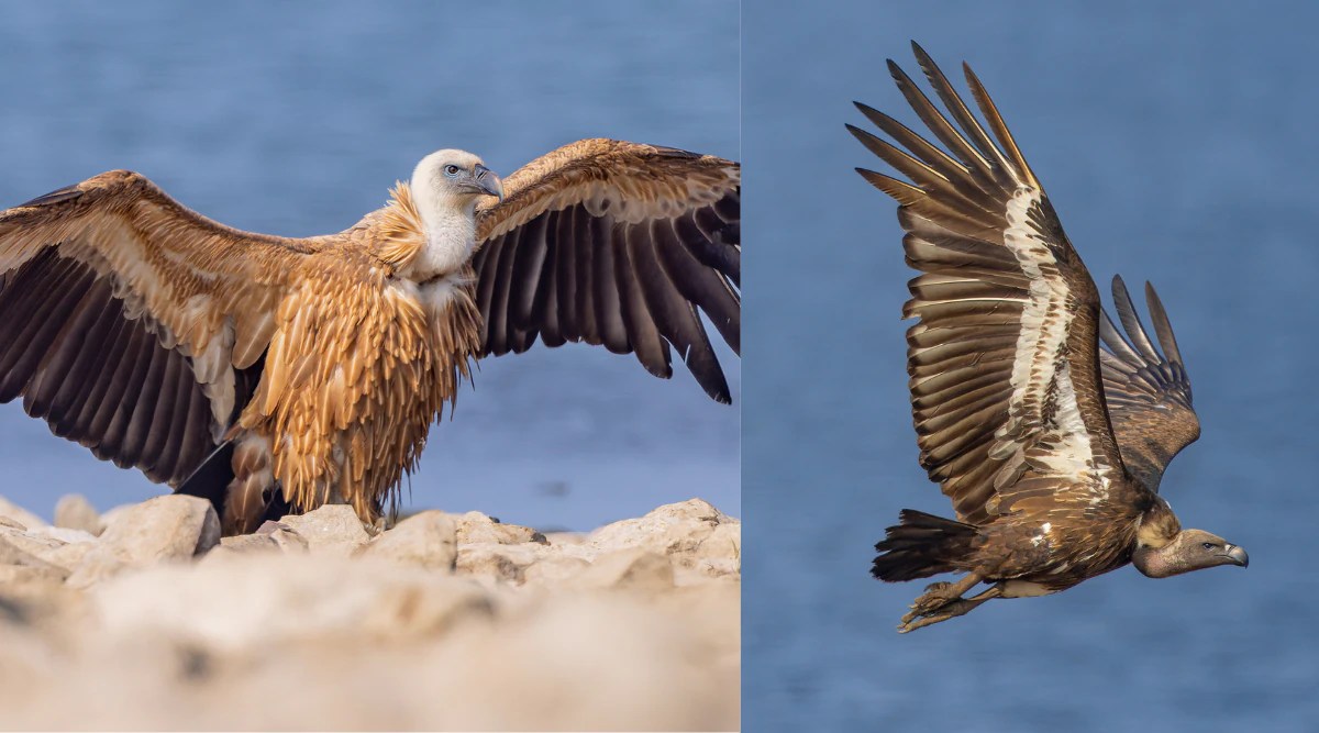 International Vulture Awareness Day Maharashtra’s first vulture