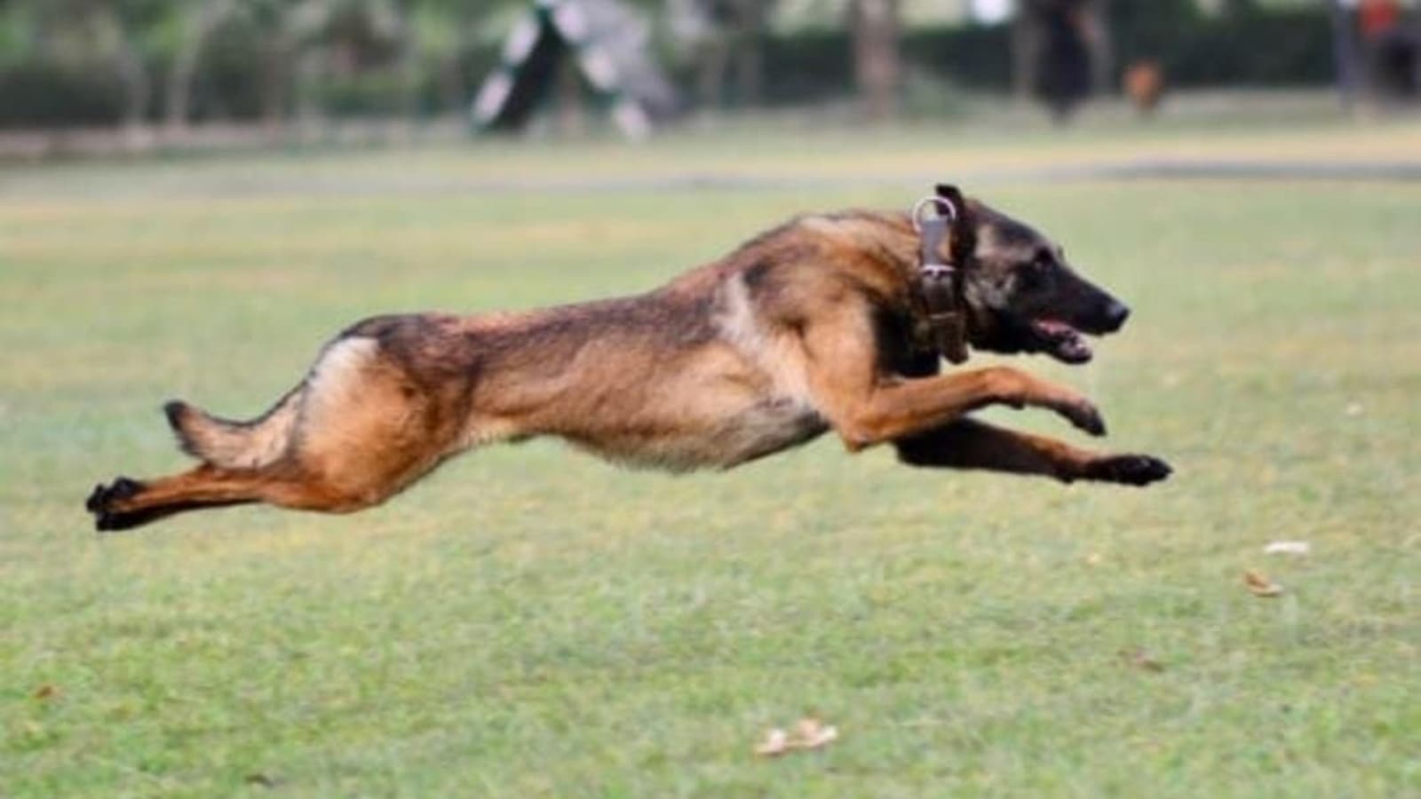 Phantom, 4yearold Army dog, dies in line of duty during Jammu encounter