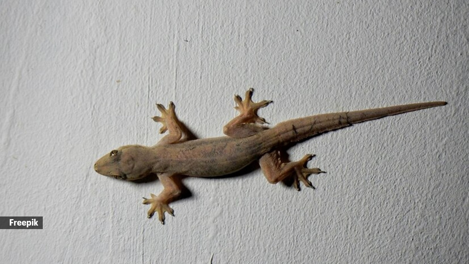 Can a house lizard bite you?