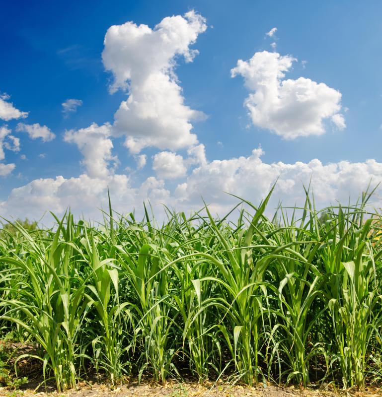 What Are the Different Types of Cereal Crops? (with pictures)