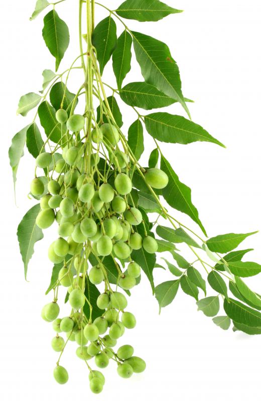 What are the Most Common Neem Side Effects? (with pictures)