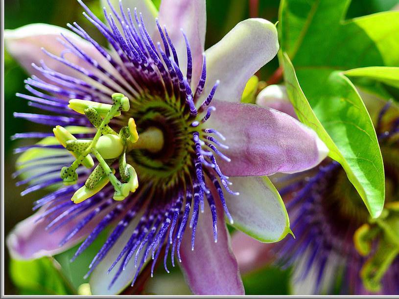 What Are the Most Common Passion Flower Side Effects?