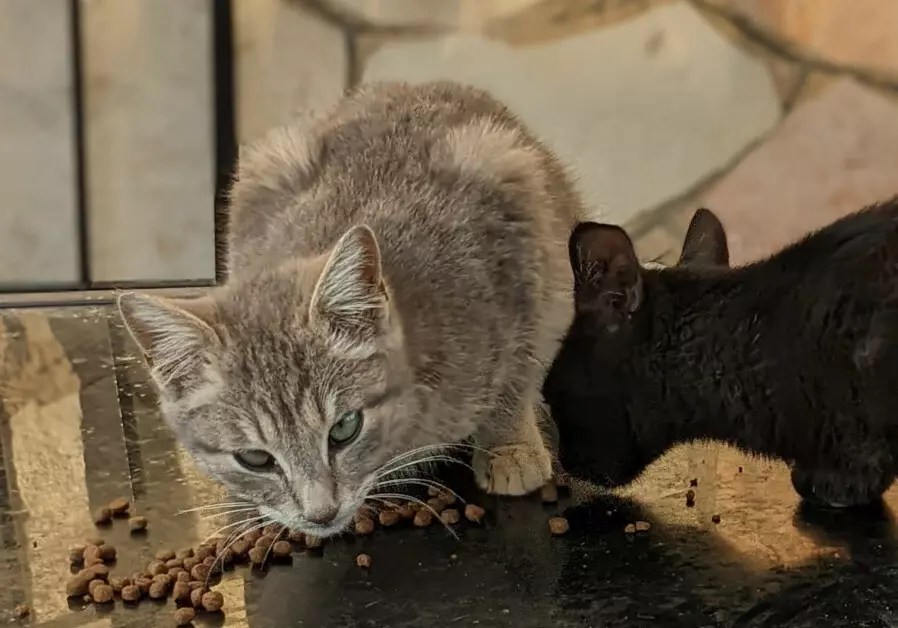 How can stray cats be stopped from taking over the…