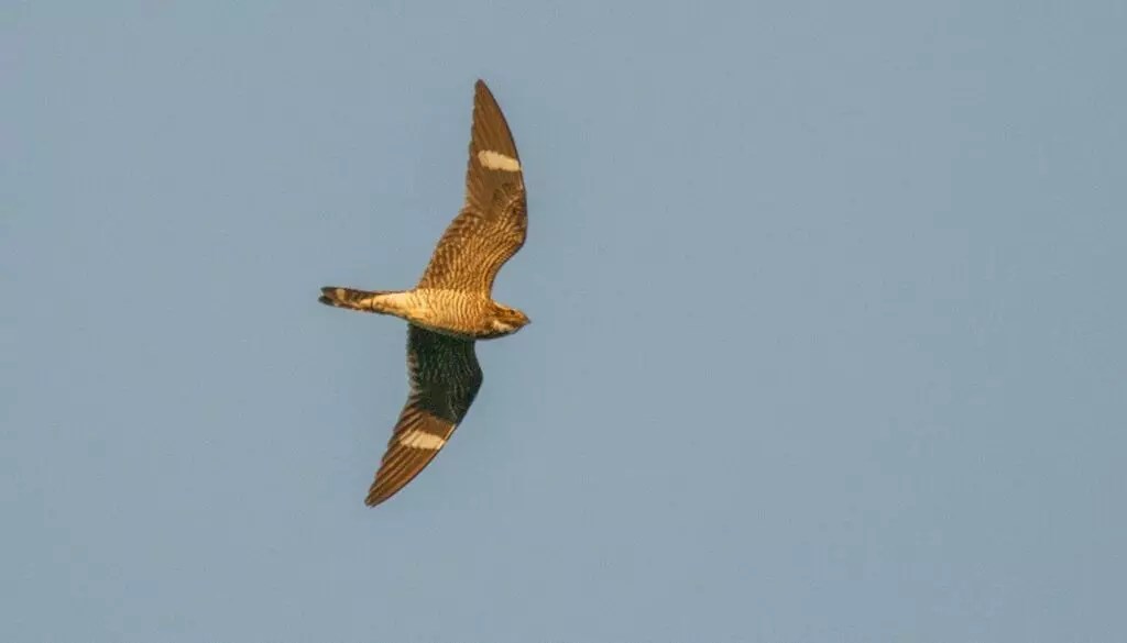 Birdwatching around Chicago 8 unconventional tips