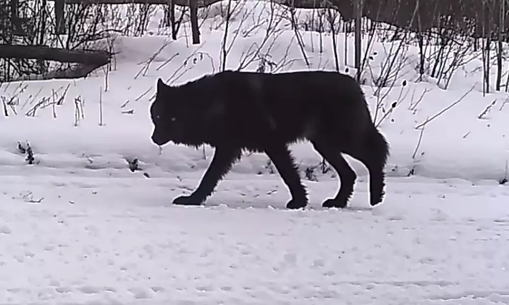 Watch Rare sighting of a black wolf caught on a trail…