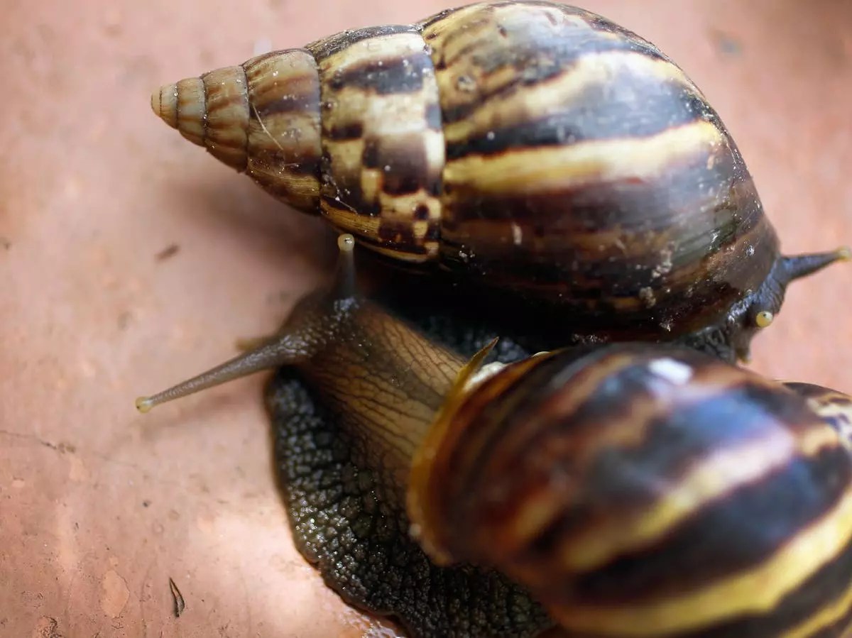 The giant African land snails invading Florida…