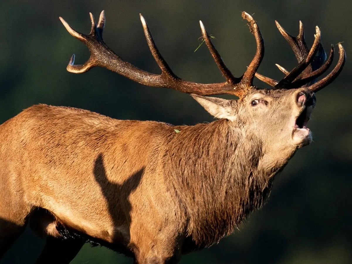 What is the ‘Zombie’ disease impacting the US deer…
