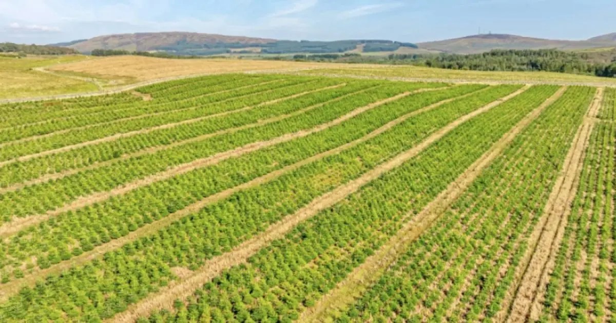 Scottish Christmas tree farm which supplies luxury…