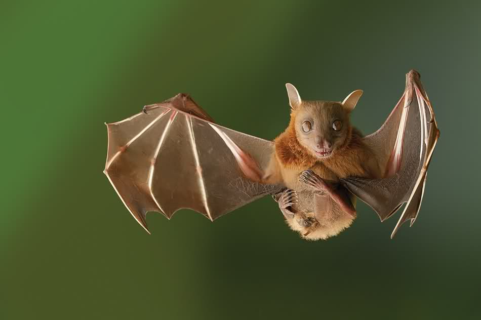 Are bats scary? 8 batty pictures for Halloween