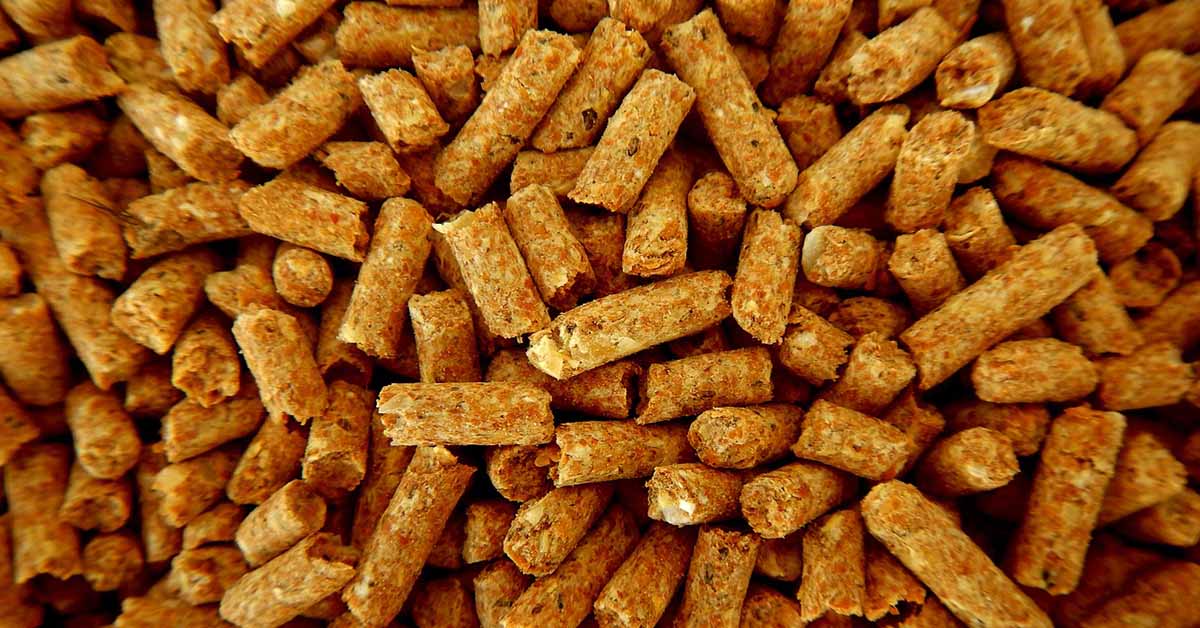 Should We Be Eating Bugs?