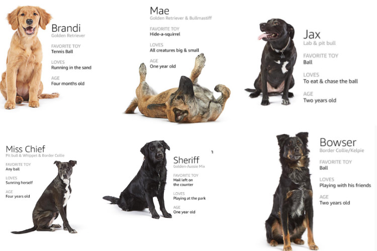 Amazon's dog army will make your heart go aww See photos