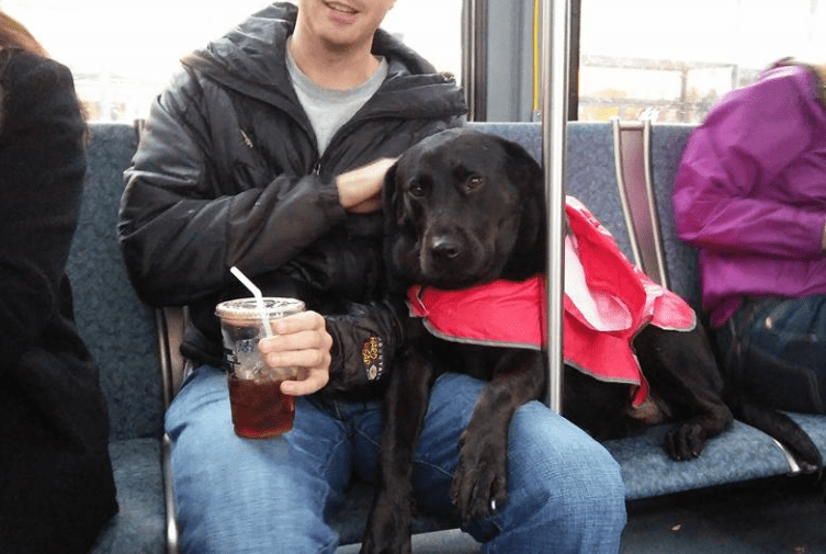 This dog takes a bus ride everyday all by herself. The reason is quite